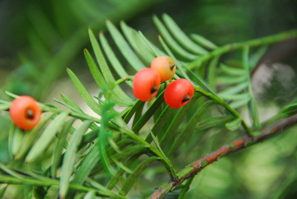 江苏红豆杉药业